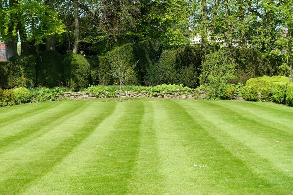 Grass Care Service in Madison