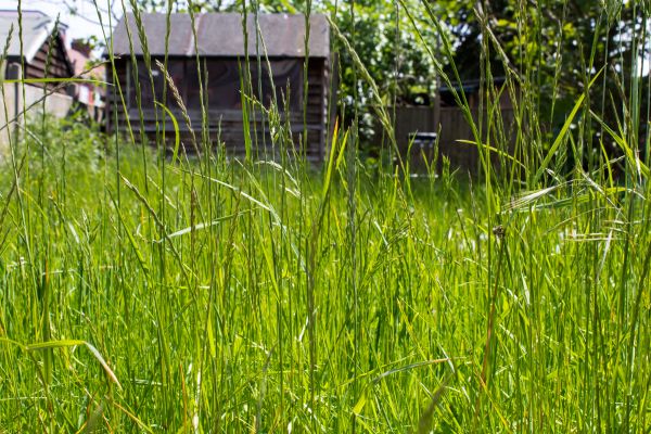 Overgrown Lawn Trimming in Madison