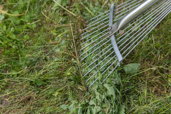 Thatch Raking in Madison