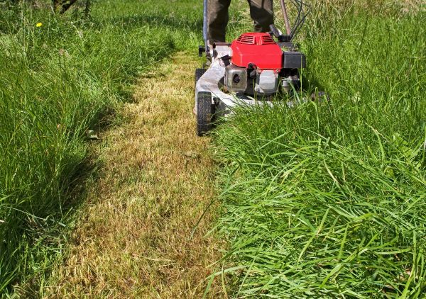 Leaf Mowing in Madison